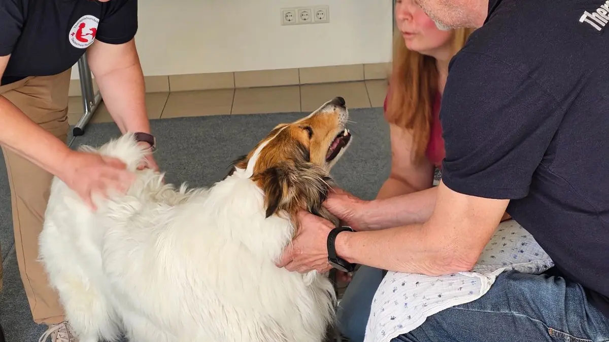 DRK Göppingen Therapiehundetraining