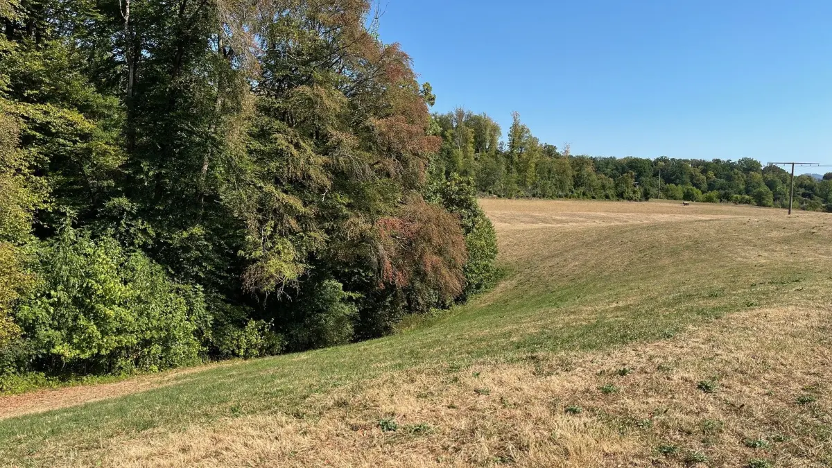 Eichertwald Rand Wald muss angehoben werden Eichertbach kommt aus der Dole raus