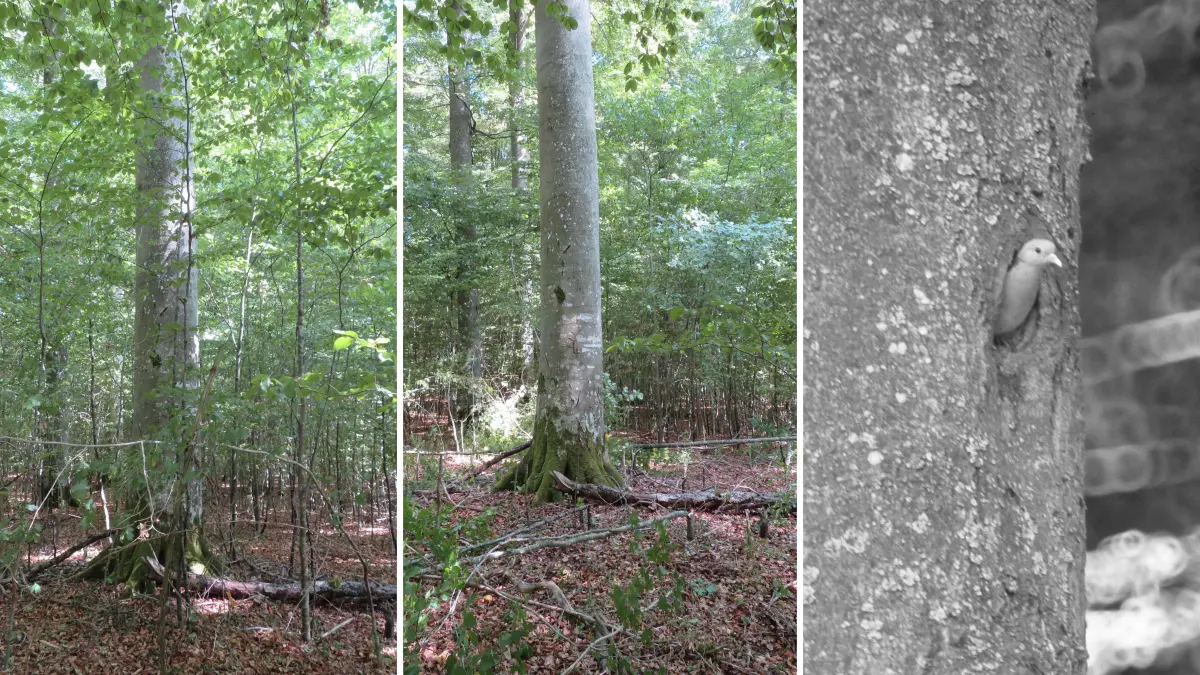 Nach der Freistellung steht ein etwa 140 Jahre alter Baum wieder Untermietern, wie der Hohltaube, zur Verfügung.
