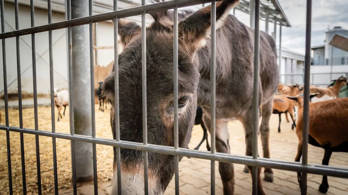 Er ist einer der Stars auf dem Kastanienhof in Bodelshausen: Esel Ede. Er passt auf seine Herde Kamerunschafe auf.
