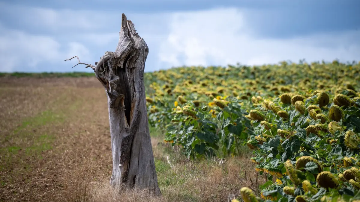 Wetter in Rheinland-Pfalz und Saarland: 30.08.2026, Saarland, Oberleuken: Ein trockener Baumstumpf ragt neben einem Sonnenblumenfeld empor. Das Wetter wechselt von Sonne über Wolken bis hin zum Regen. Foto: Harald Tittel/dpa +++ dpa-Bildfunk +++