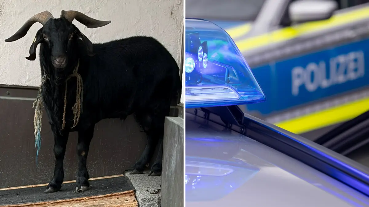 Ziegenbock liefert sich in Göppingen Verfolgungsjagd mit der Polizei - COLLAGE FÜR ONLINE