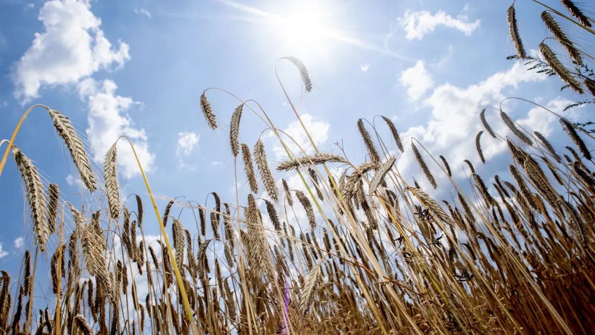 Getreide in der Sonne: PRODUKTION - 15.07.2026, Niedersachsen, Hatten: Getreideähren wachsen bei sonnigem Wetter auf einem Feld im Landkreis Oldenburg.
Getreide wird in den Sommermonaten geerntet. (zu dpa: «Niedersachsen erlebt viertwärmsten Juni seit 1881») Foto: Hauke-Christian Dittrich/dpa +++ dpa-Bildfunk +++