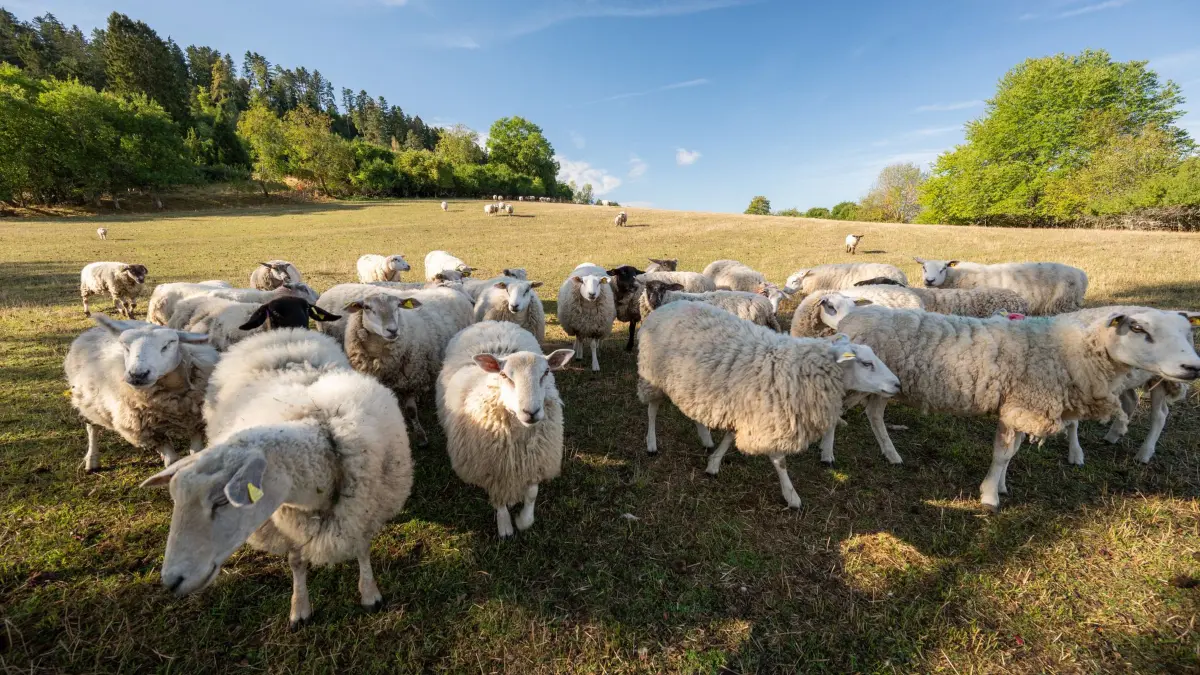 Meteorologischer Herbstanfang: 01.09.2026, Baden-Württemberg, Rottweil: Schafe stehen im Morgenlicht auf einer Weide. Am 1. September ist meteorologischer Herbstanfang. Foto: Silas Stein/dpa +++ dpa-Bildfunk +++