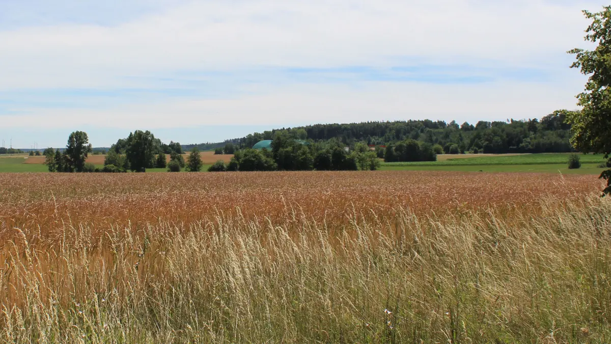 Blick am höchsten Punkt von Dorfgütingen (Radweg Ortsausgang) in Richtung der geplanten Gemeinschaftsbiogasanlage. Wie die Visualisierung zeigt, wird sich die geplante Anlage aufgrund der topografischen Gegebenheiten und der vorhandenen Höhenniveaus gut in das Landschaftsbild einfügen.(Visualisierung: Stadtwerke Feuchtwangen)