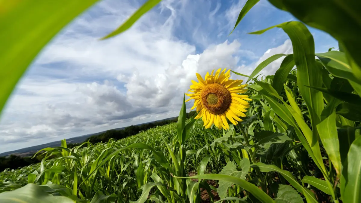 Wetter in Bayern: ARCHIV - 23.08.2026, Bayern, Freiberg: Die gelben Zungenblüten einer Sonnenblume strahlen zwischen Maispflanzen, während am blauen Himmel Wolken vorbeiziehen. (zu dpa: «Freundlicher Mix aus Sonne und Wolken») Foto: Pia Bayer/dpa +++ dpa-Bildfunk +++