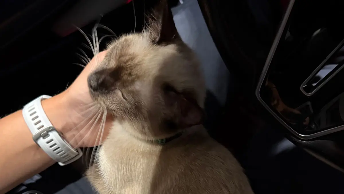 Polizei tröstet Katzenjunges nach Unfall der Mutter: HANDOUT - 30.08.2026, Baden-Württemberg, Freiburg im Breisgau: Neben einer überfahrenen Katze haben Polizisten in Lörrach deren klagend miauendes Jungtier entdeckt und in Sicherheit gebracht. (zu dpa " Polizei tröstet Katzenjunges nach Unfall der Mutter") Foto: Polizei Freiburg/dpa - ACHTUNG: Nur zur redaktionellen Verwendung im Zusammenhang mit der aktuellen Berichterstattung und nur mit vollständiger Nennung des vorstehenden Credits +++ dpa-Bildfunk +++