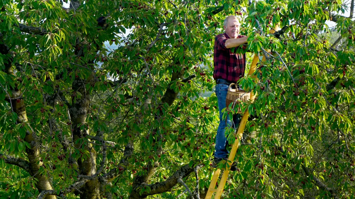 Helfer bei der Ernte: Wie man eine Obstleiter baut, das wissen nur noch wenige Betriebe in Deutschland