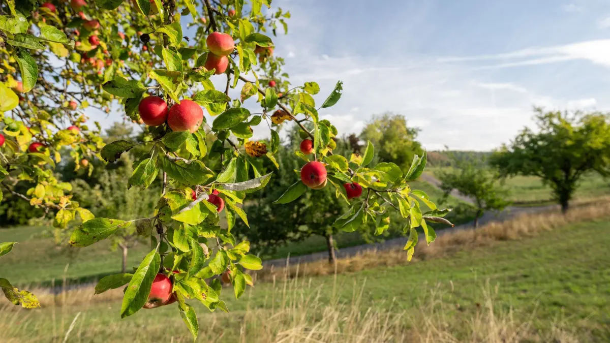 Meteorologischer Herbstanfang: 01.09.2026, Baden-Württemberg, Rottweil: Äpfel hängen im Sonnenschein an einem Apfelbaum. Am 1. September ist meteorologischer Herbstanfang. Foto: Silas Stein/dpa +++ dpa-Bildfunk +++