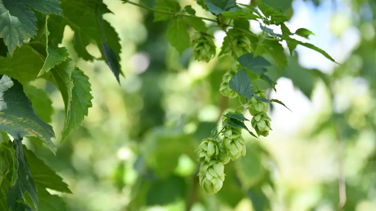 Trotz des trockenen und heißen Sommers geht der Munderkinger Hopfenbeauftragte und Bürgermeister Thomas Schelkle von einer guten Hopfenernte aus. Tatsächlich tragen die Pflanzen im städtischen Hopfengarten viele Dolden.
