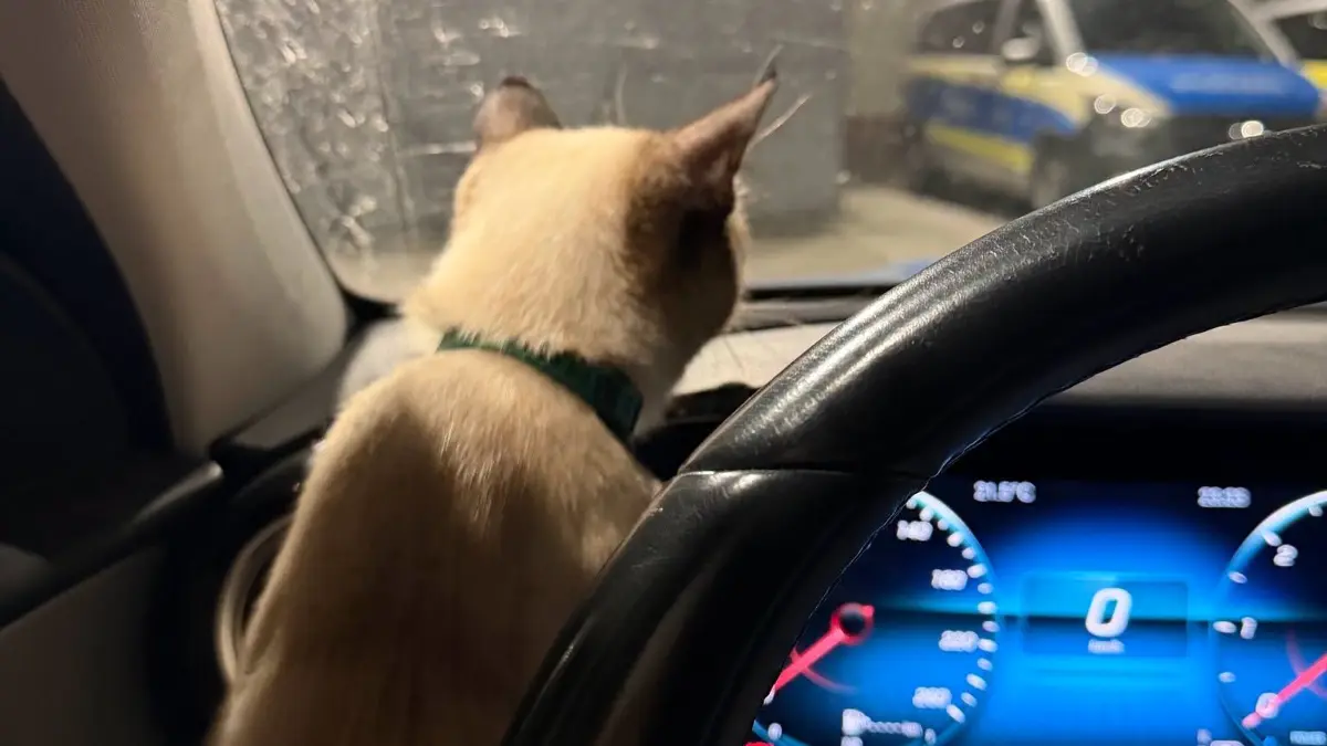 Die Katze wurde im Polizeirevier Lörrach umsorgt.