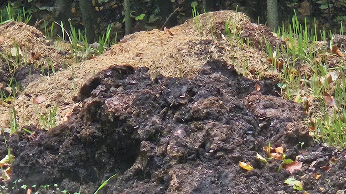 Neues Material im Wald auf einer vermuteten Doline: In der Nähe des Hagener Tobels wird immer noch illegal landwirtschaftlicher Abfall abgelagert.