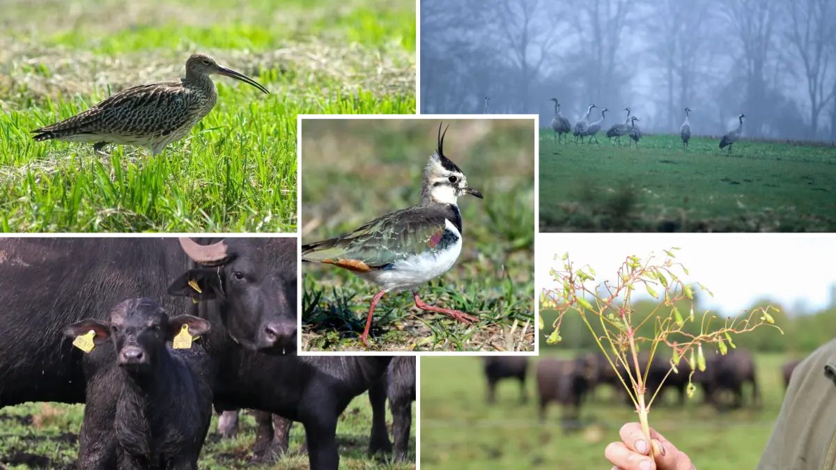 Vielfalt im Donaumoos: Von Kiebitz, Brachvogel und Wasserbüffel über einen Schwarm Kraniche bis zu interessanten Gewächsen gibt es auch für Fotografen viel zu entdecken.