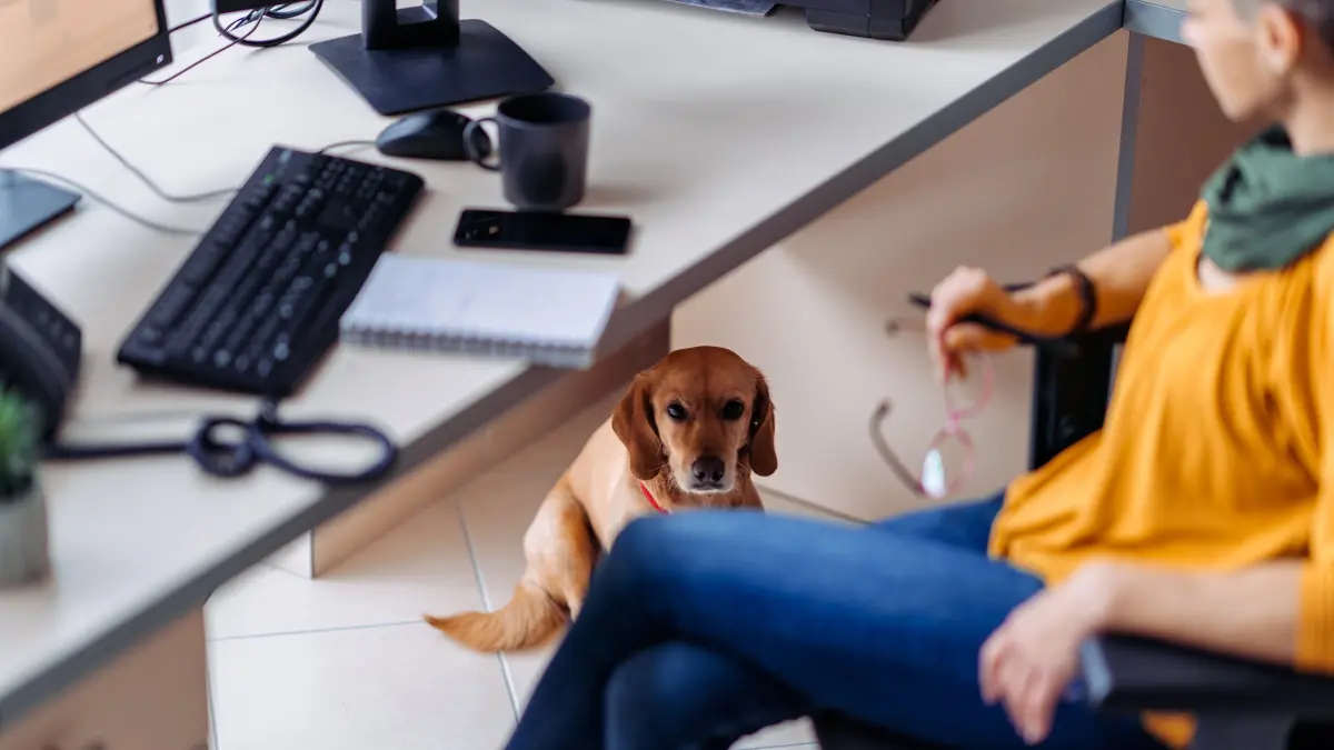 Hund sitzt unter dem Schreibtisch im Büro. Download am 11.1.24 für Redaktion Reutlingen. Foto: © kerkezz/adobe.stock.com
