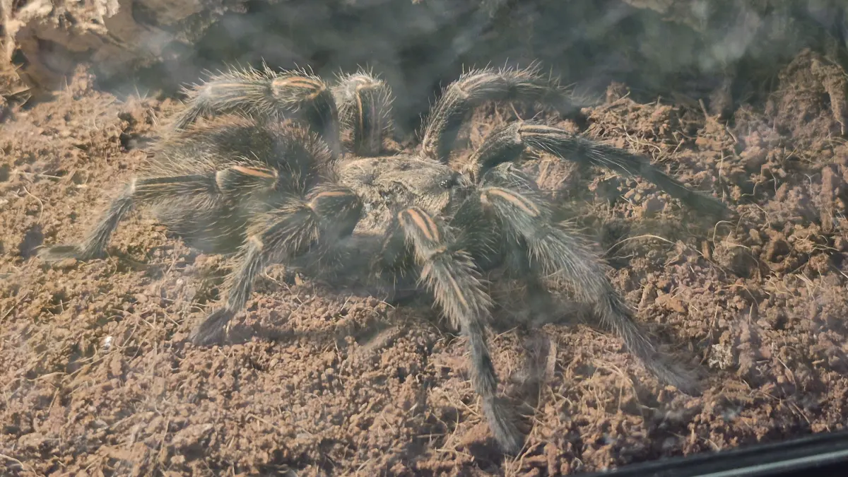 Sie sind gr0ß, haarig und haben acht Beine: Die Vogelspinne.