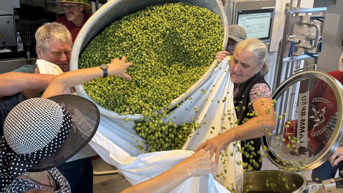 Hopfenernte Lammbrauerei UNtergröningen 2026: Im Garten gezupft, kommen die grünen Dolden direkt ins Sudhaus.