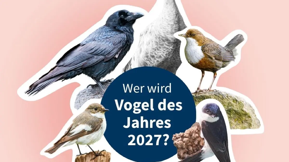 Wer wird "Vogel des Jahres" 2027?