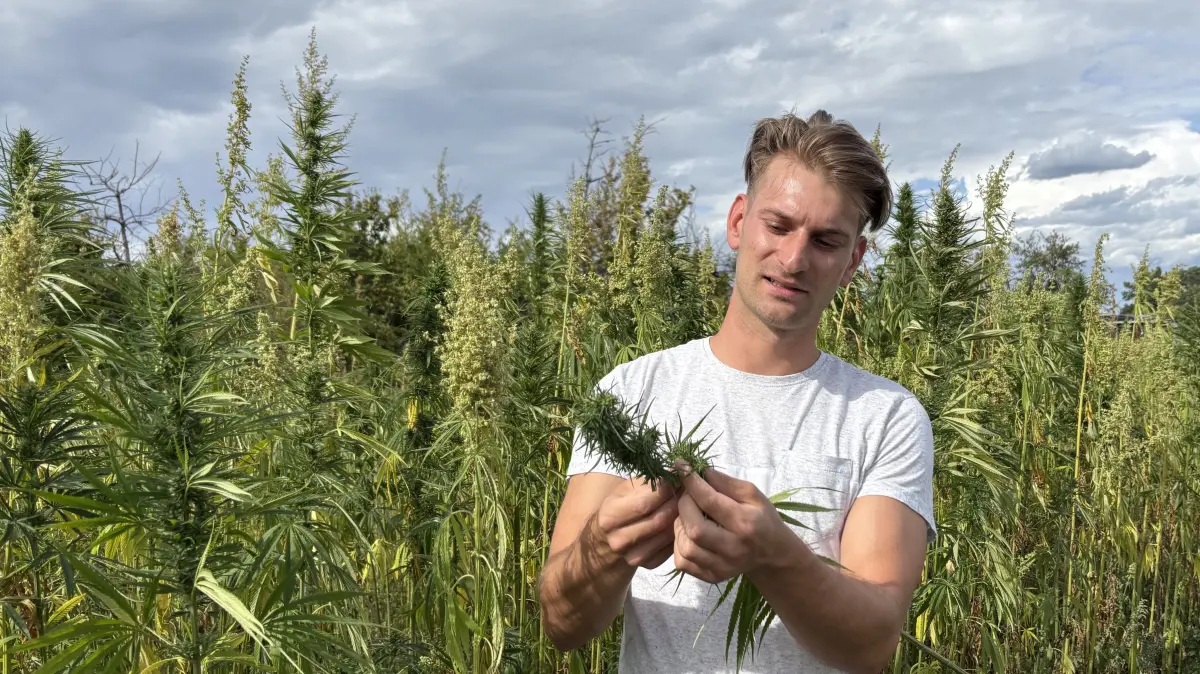 Nick Möck baut in Dußlingen Nutzhanf für seine Masterarbeit und die daraus entstandenen Pellets werden dann zur Pilzzucht in Melchingen verwendet