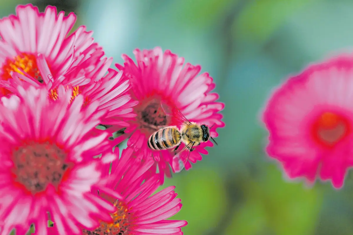 Auch Bienen lieben die prächtigen Herbstastern mit ihren tollen Farben.⇥Foto: Claudia Burst