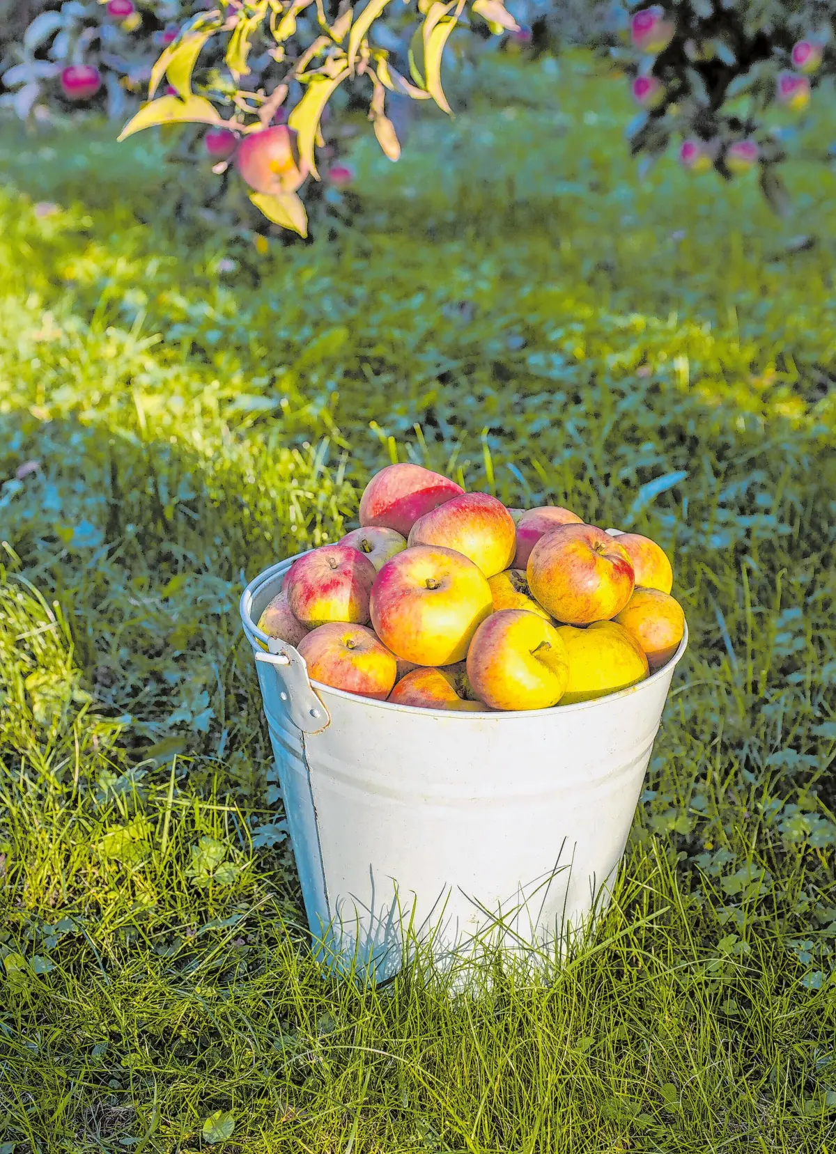 Apfel, Foto: photobars - stock.adobe.com⇥photobars - stock.adobe.com