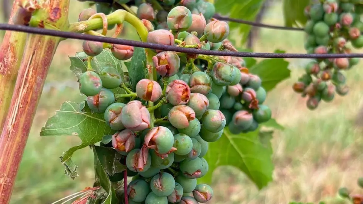 Stadt Reutlingen Weinberg Wein Weinreben Reben Trauben Hagel Hagelschaden Lese Keck