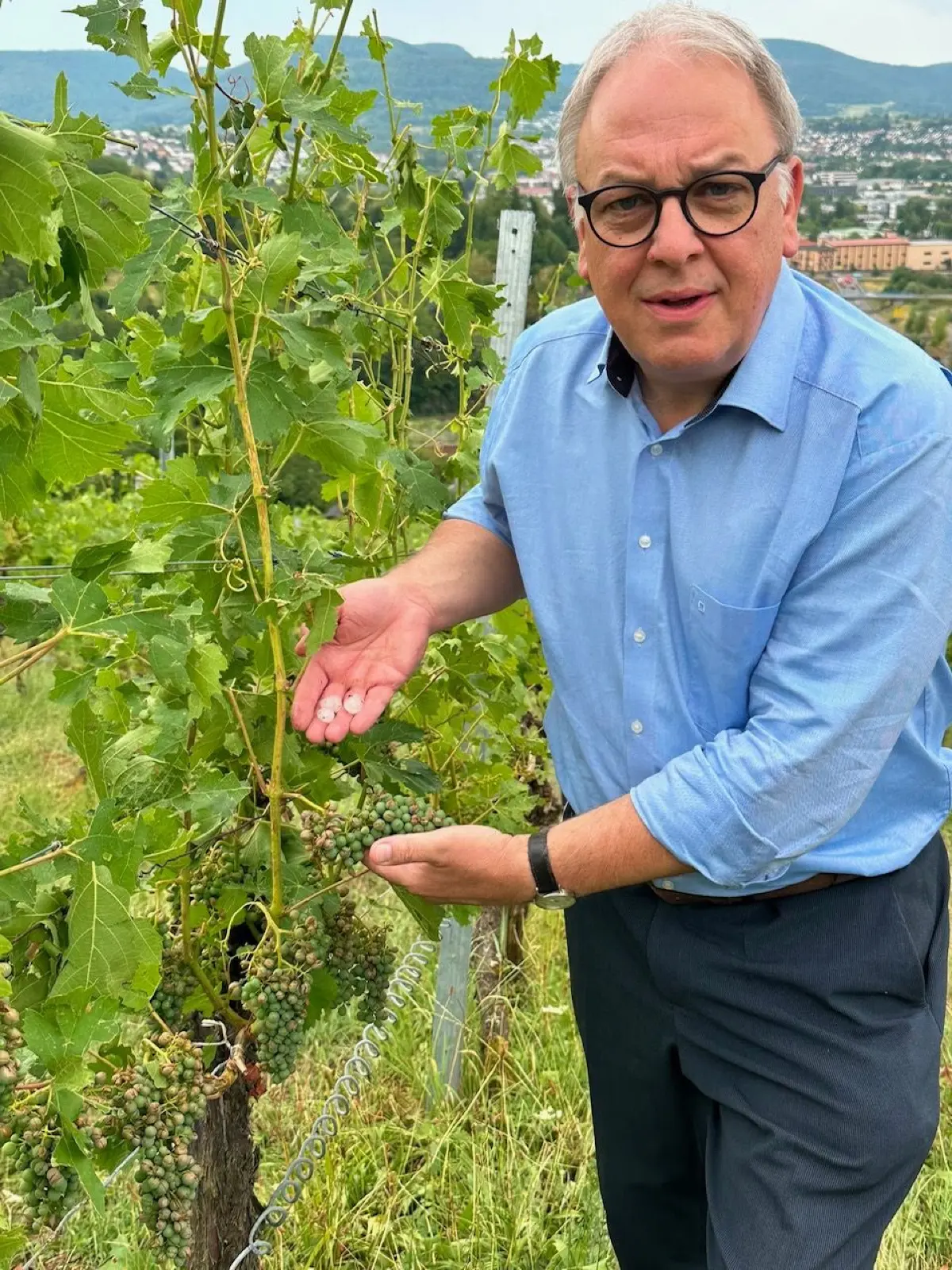 Stadt Reutlingen Weinberg Wein Weinreben Reben Trauben Hagel Hagelschaden Lese Keck