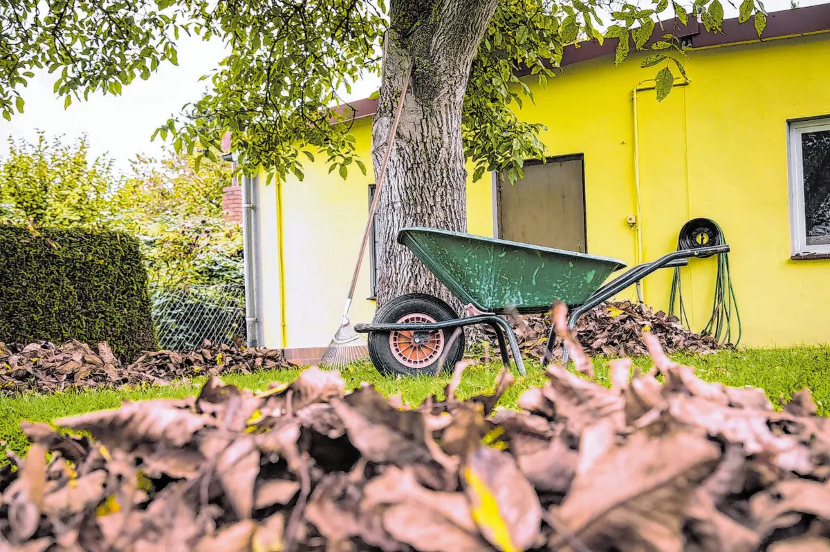 Laub so weit das Auge reicht: Um Pilzbefall und Krankheiten des Rasens zu vermeiden, sollte man im Herbst regelmäßig Laub entsorgen. So kommt Luft an die Gräser.⇥⇥Foto: Christin Klose/dpa-mag
