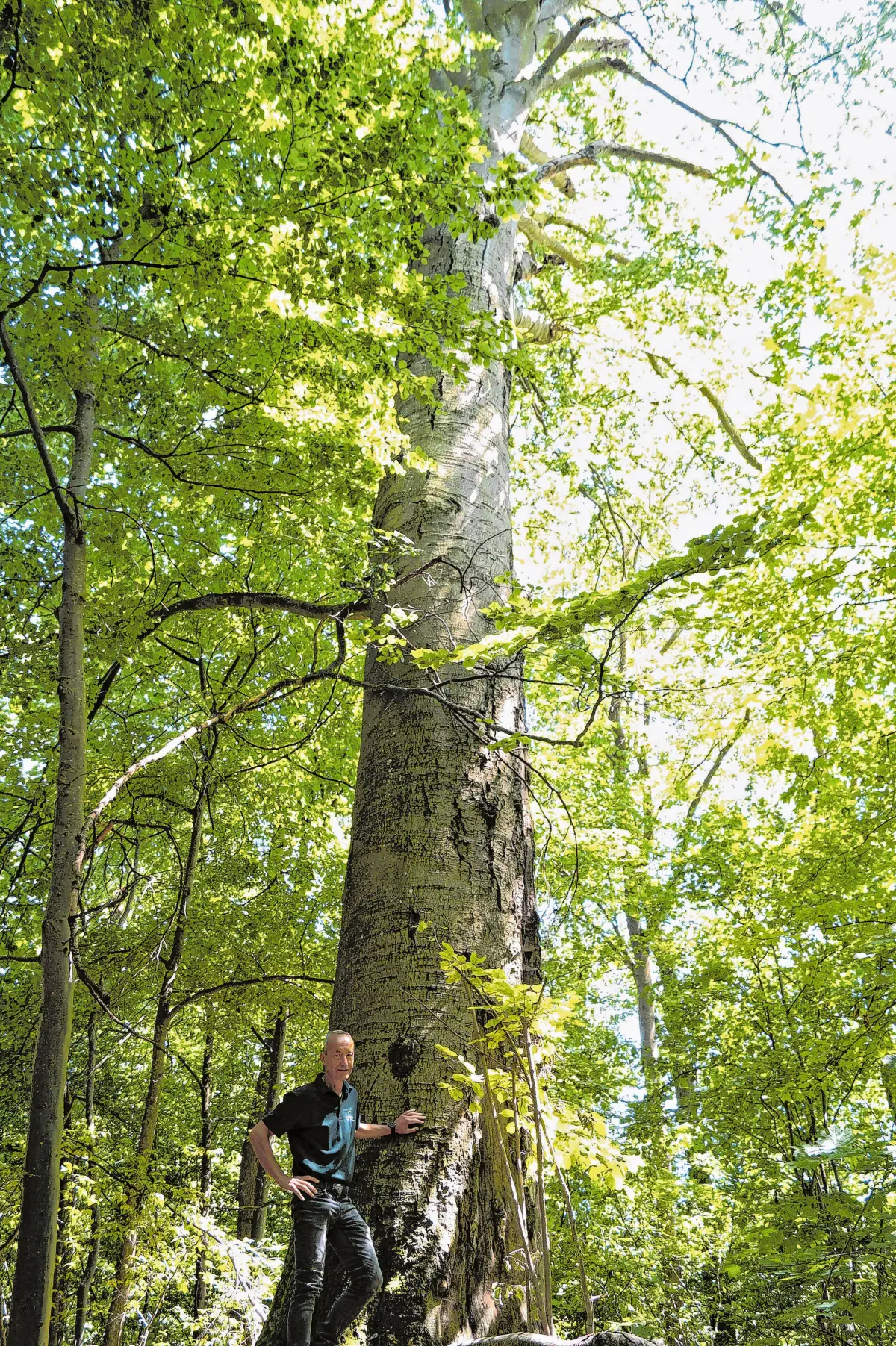 Ein Riese ist die 300 - 400 Jahre alte Buche der Böfinger Halde.