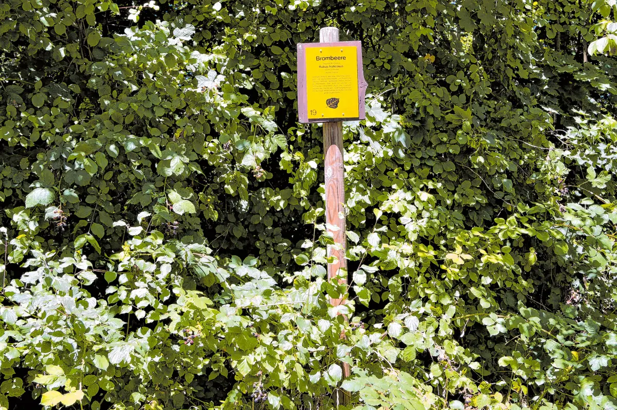 Infotafel Waldlehrpfad Brombeere