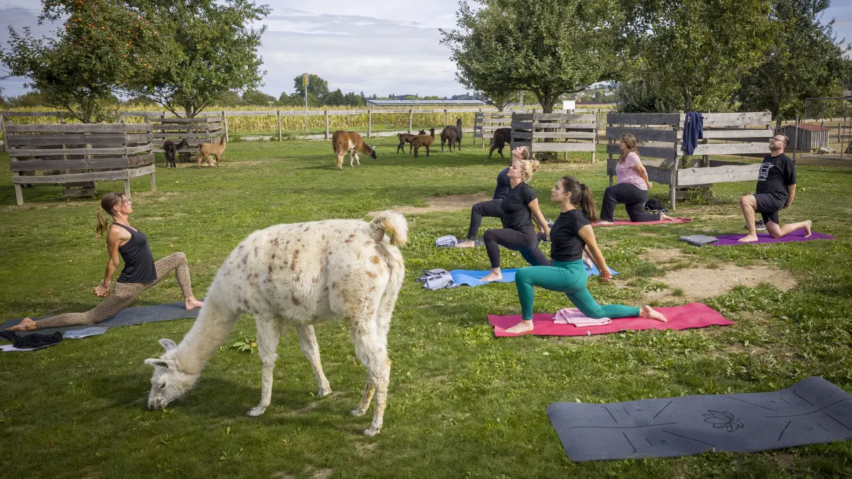 Yoga mit Alpacas und Lamas: Wie ist das? (Für die Selbstversuche-Serie)