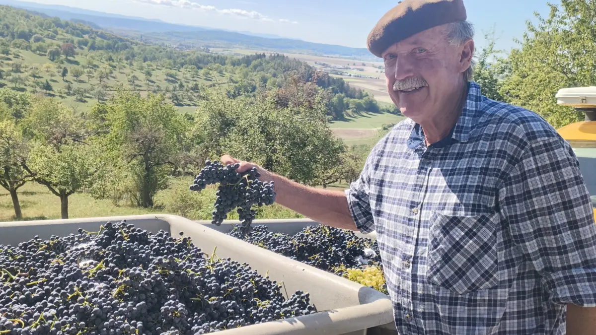Ein Drittel weniger, aber gute Qualität: Winzer Thomas Speer ist mit der Ernte in Breitenholz zufrieden