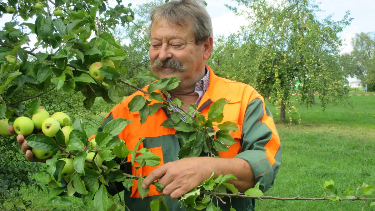 Herbert Walk vom Gartenbauverein Vöhringen freut sich über die vielen, wenn auch kleinen Äpfel. Foto: Carolin Stüwe