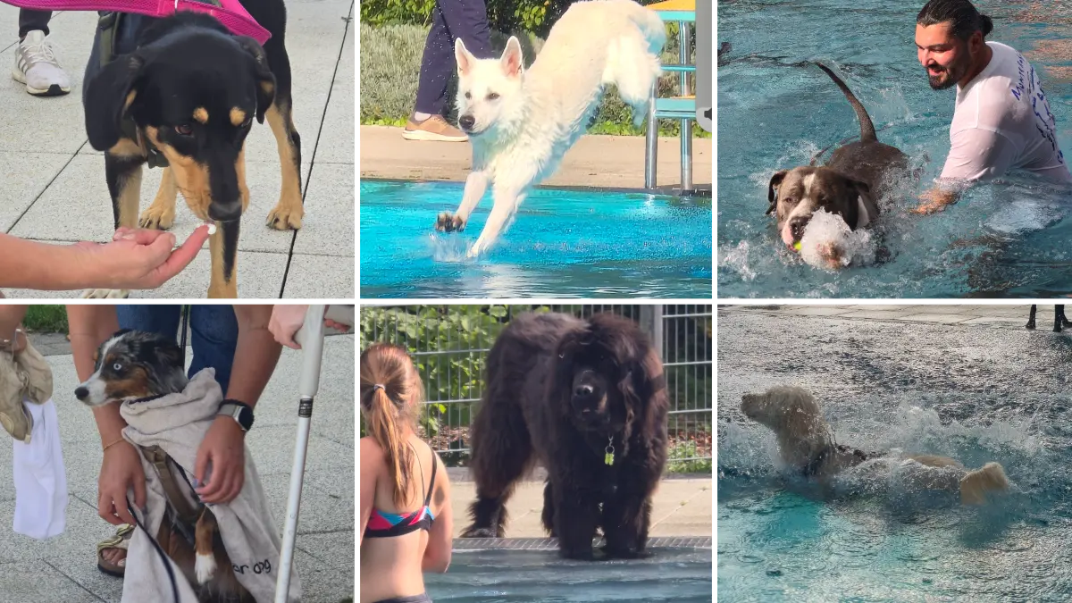 Hundeeis gab's auch beim zweiten Hundeschwimmen im Naubad in Langenau. Nicht jeder ging freiwillig ins Wasser.