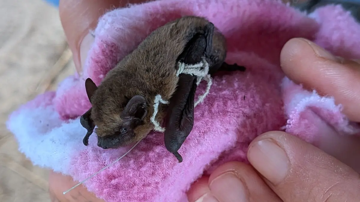 Fledermaus Donaustetten