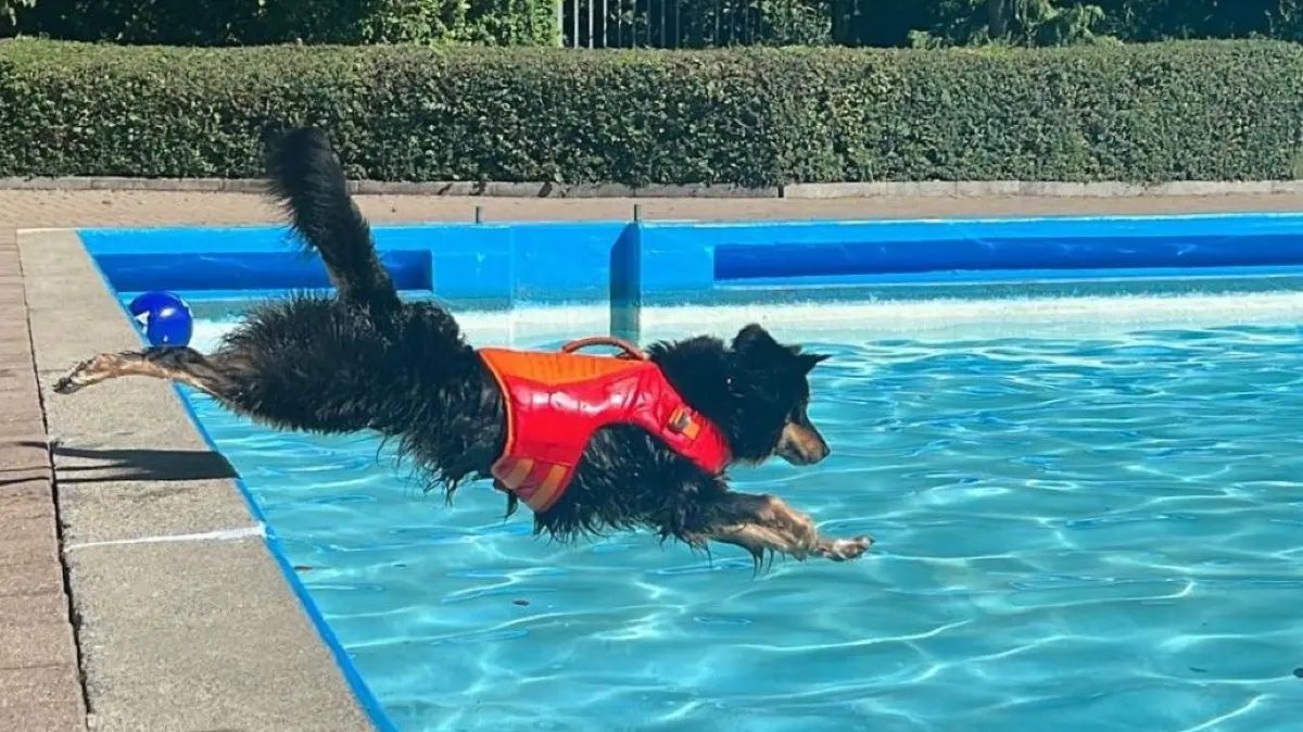 Hundebadetag Allmendigen