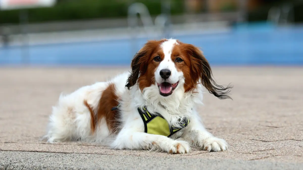 Hundeschwimmen Hunde freibad Reutlingen Wellenfreibad Becken Hund 2026 (Pauscale vereinbart)