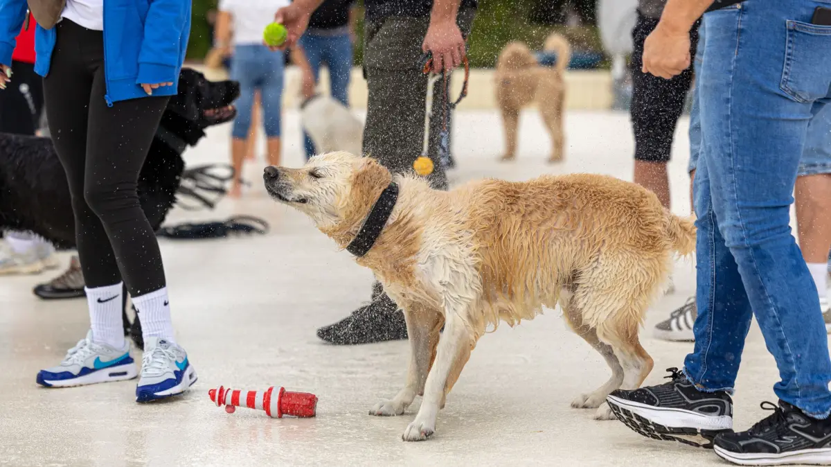 Hundeschwimmen Hunde freibad Reutlingen Wellenfreibad Becken Hund 2026 (Pauscale vereinbart)