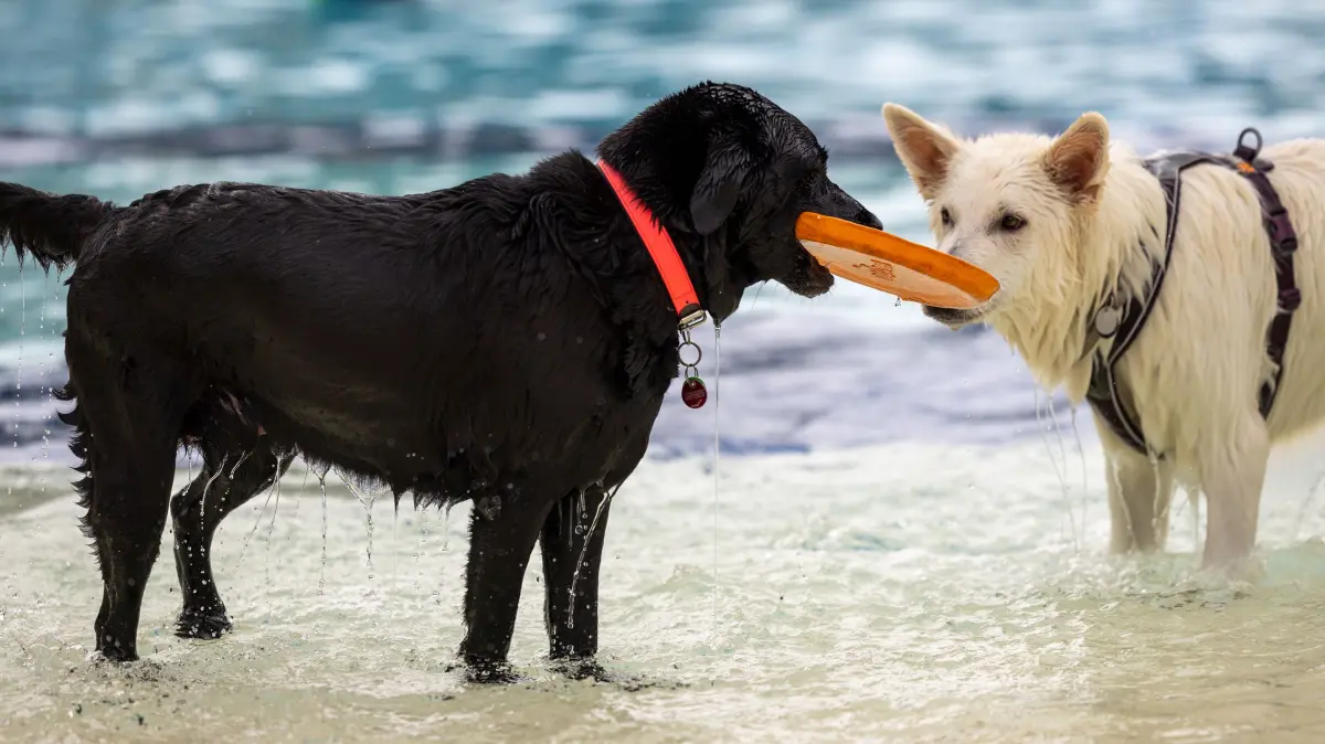 Hundeschwimmen Hunde freibad Reutlingen Wellenfreibad Becken Hund 2026 (Pauscale vereinbart)
