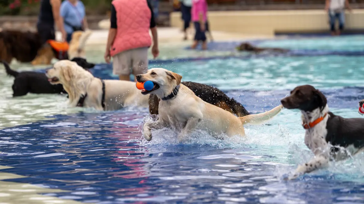 Hundeschwimmen Hunde freibad Reutlingen Wellenfreibad Becken Hund 2026 (Pauscale vereinbart)