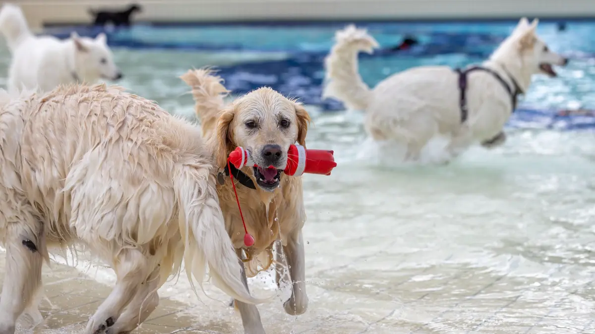 Hundeschwimmen Hunde freibad Reutlingen Wellenfreibad Becken Hund 2026 (Pauscale vereinbart)