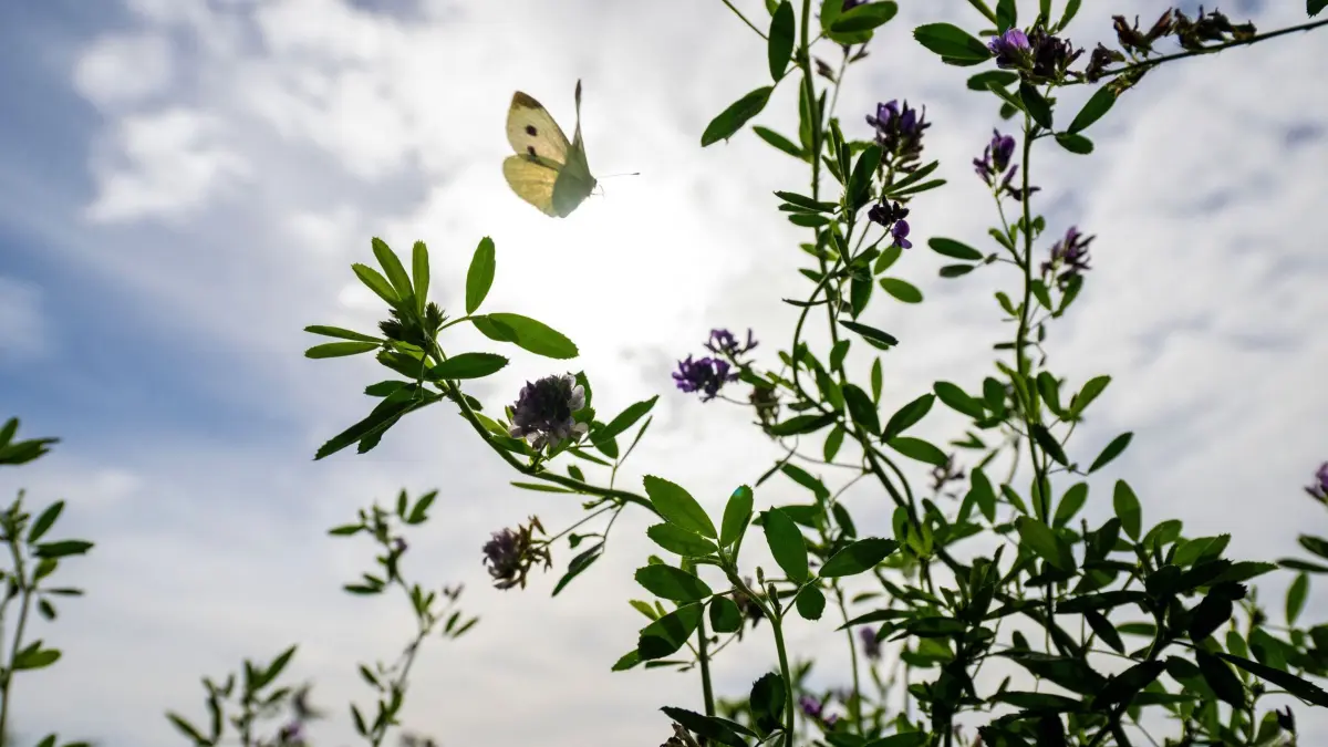 Wetter in Bayern: 19.09.2026, Bayern, Lahm: Ein Schmetterling fliegt im Gegenlicht der Sonne zu den Blüten einer Saat-Luzerne (Medicago sativa), während der Himmel wolkenverhangen ist. Der Deutsche Wetterdienst erwartet zum Wochenende spätsommerlich warmes Ausflugswetter, bevor es zum Start in die neue Woche wolkig und regnerisch werden soll. Foto: Pia Bayer/dpa +++ dpa-Bildfunk +++