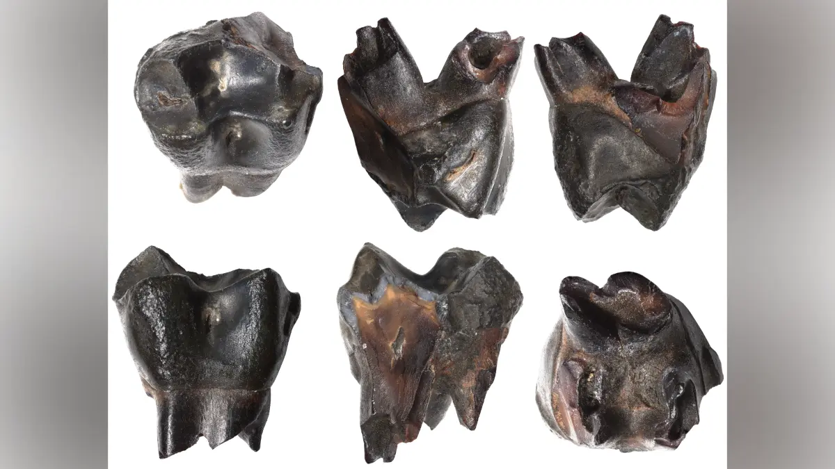 Der in Schöningen gefundene Zahn ist fast vollständig erhalten und etwa einen Zentimeter lang. Die dunkle Färbung ist auf die Konservierung in humosem, organischem Sediment zurückzuführen.