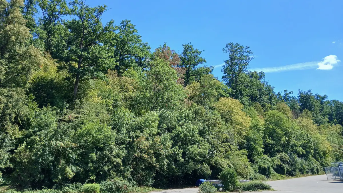 Mühlwald Kirchentellinsfurt
