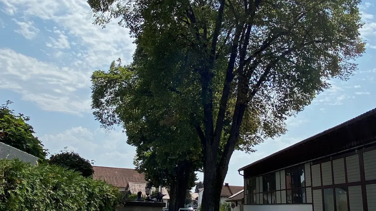 100-jährige Linden in Altenstadt