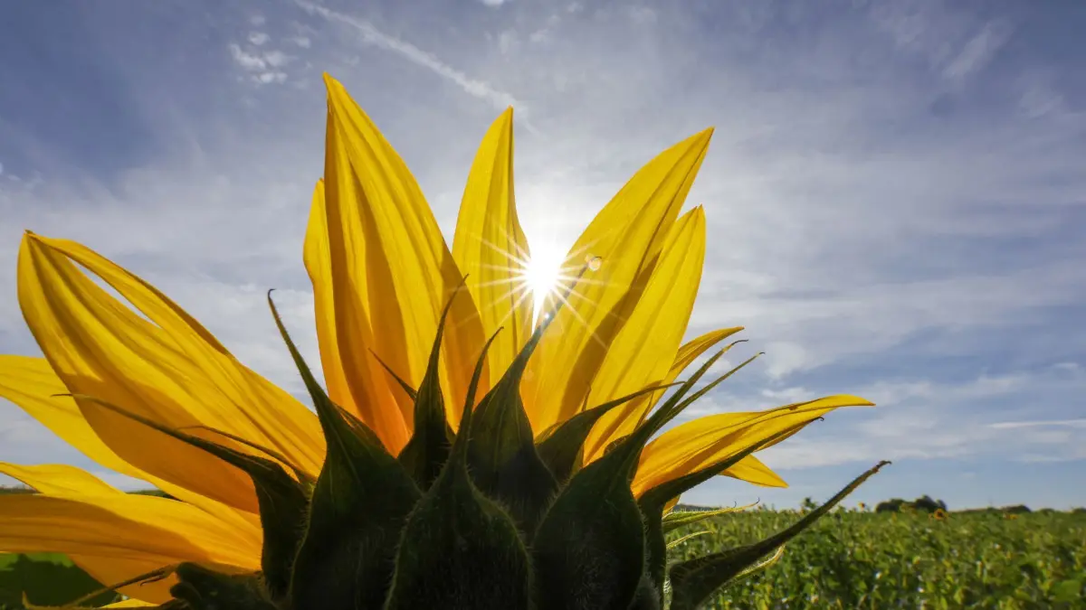 Wetter in Baden-Württemberg: Hinter einer Sonnenblume scheint die Sonne (zu dpa: «Sommergefühle Ende September - Sonne gibt noch mal Vollgas»)