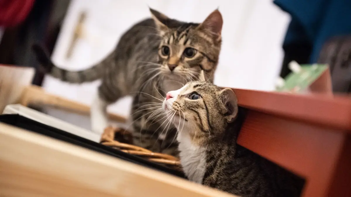 Zwei Katzengeschwister erkunden eine Wohnung: ARCHIV - Katzengeschwister haben rund um die Uhr einen Artgenossen zum Spielen, Kuscheln und Putzen. Foto: Franziska Gabbert/dpa-mag - Honorarfrei nur für Bezieher des Dienstes dpa-Magazin +++ dpa-Magazin +++
