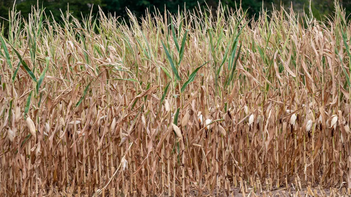 Trockenheit: ARCHIV - 17.08.2022, Rheinland-Pfalz, Wittlich: Vertrockneter Mais steht auf einem Feld. (zu dpa: «EU: Hitzesommer kostet Landwirte bis zu 17 Milliarden Euro») Foto: Harald Tittel/dpa +++ dpa-Bildfunk +++