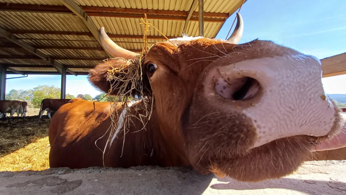 Uria-Rinder