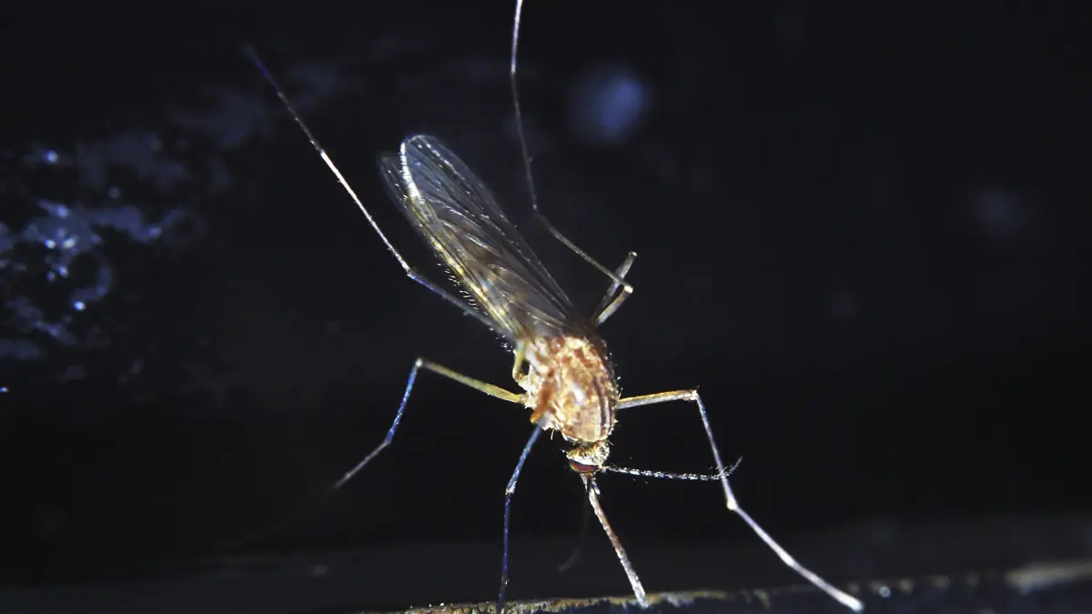 Das Sindbis-Virus wurde 1952 entdeckt, nachdem man mehrere Stechmückenarten (Culex pipiens und C. univittatus) aus einem Teich in der Nähe des Dorfes Sindbis, etwa 30 km nördlich von Kairo in Ägypten auf mögliche Erreger einer ausgebrochenen fiebrigen Erkrankung untersuchte.