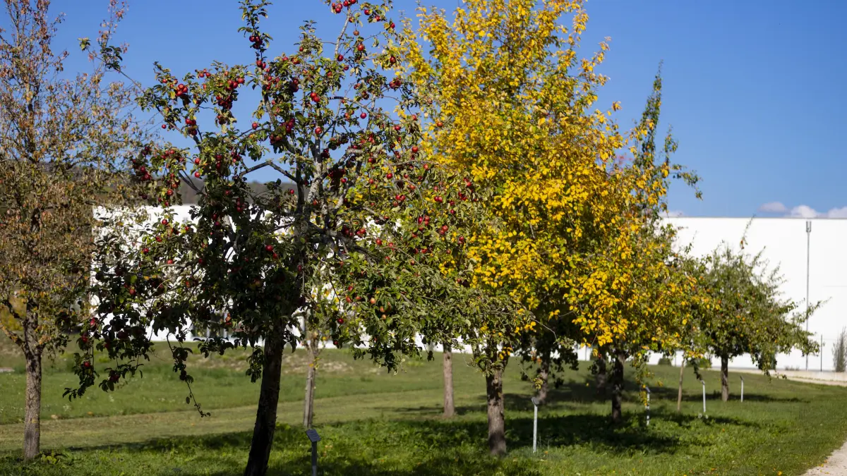 Gosbach, Obstsortenlehrpfad, Obsternte, Obst